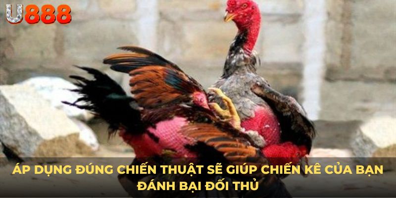Áp dụng đúng chiến thuật sẽ giúp chiến kê của bạn đánh bại đối thủ